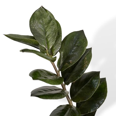 ザミオクルカス　レイヴン　POT付　Zamioculcas zamiifolia　”Raven"