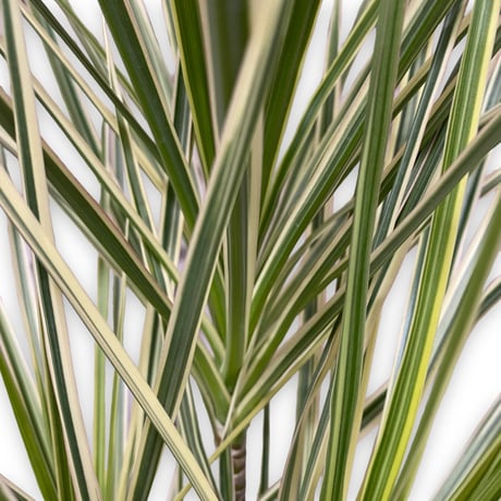 ドラセナ　コンシンネ　ホワイボリー　Dracaena concinna ”whibolly”