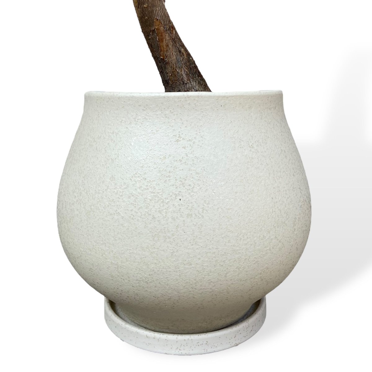 超希少❗️幹曲がり❗️パキラ　ミルキーウェイ✨ パキラ・ミルキーウェイ 082301 販売・通販 ［詳細ページ