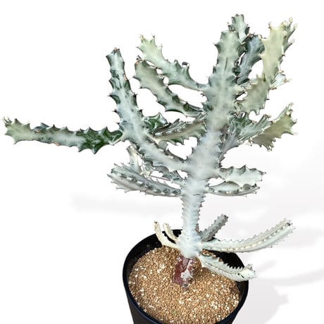 ユーフォルビア　ホワイトゴースト　　Euphorbia lactea "White Ghost"