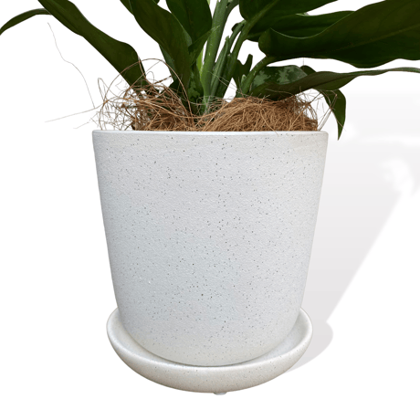 アグラオネマ　マリア　POT付　　Aglaonema"Maria"