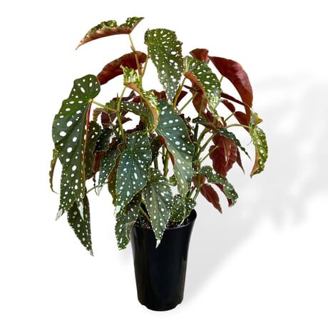 ベゴニア　ホクトシチセイ（北斗七星）　Begonia  ”Hokutoshichisei”