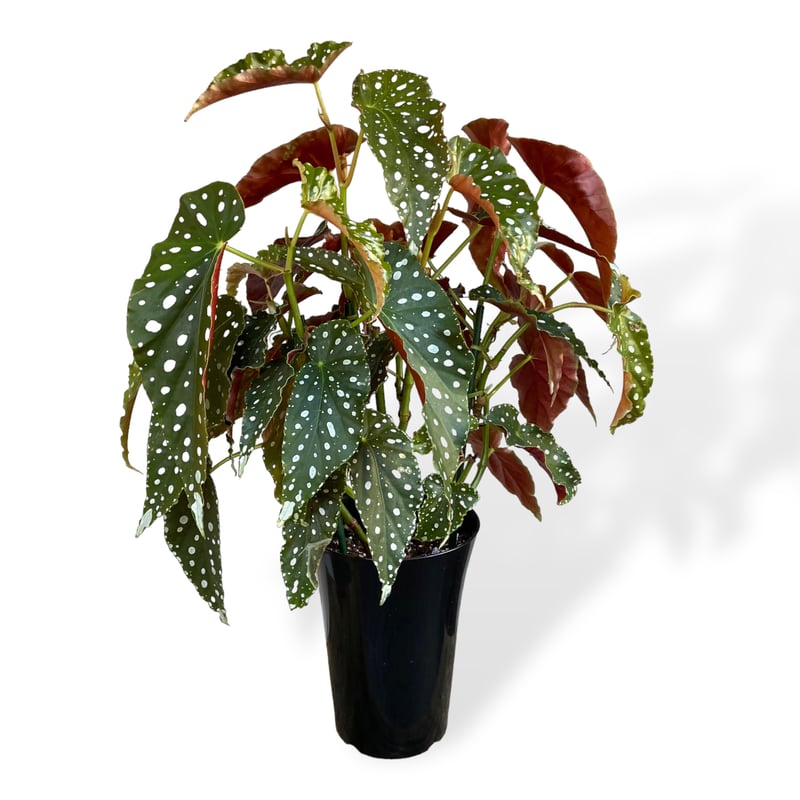 希少品種！ベゴニア・ロッキー（Begonia rockii）東北限定で出品 Begonia cv. ' ZERONIA [ XY-016 / B. lichenora x B