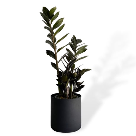 ザミオクルカス　レイヴン　POT付　Zamioculcas zamiifolia　”Raven"