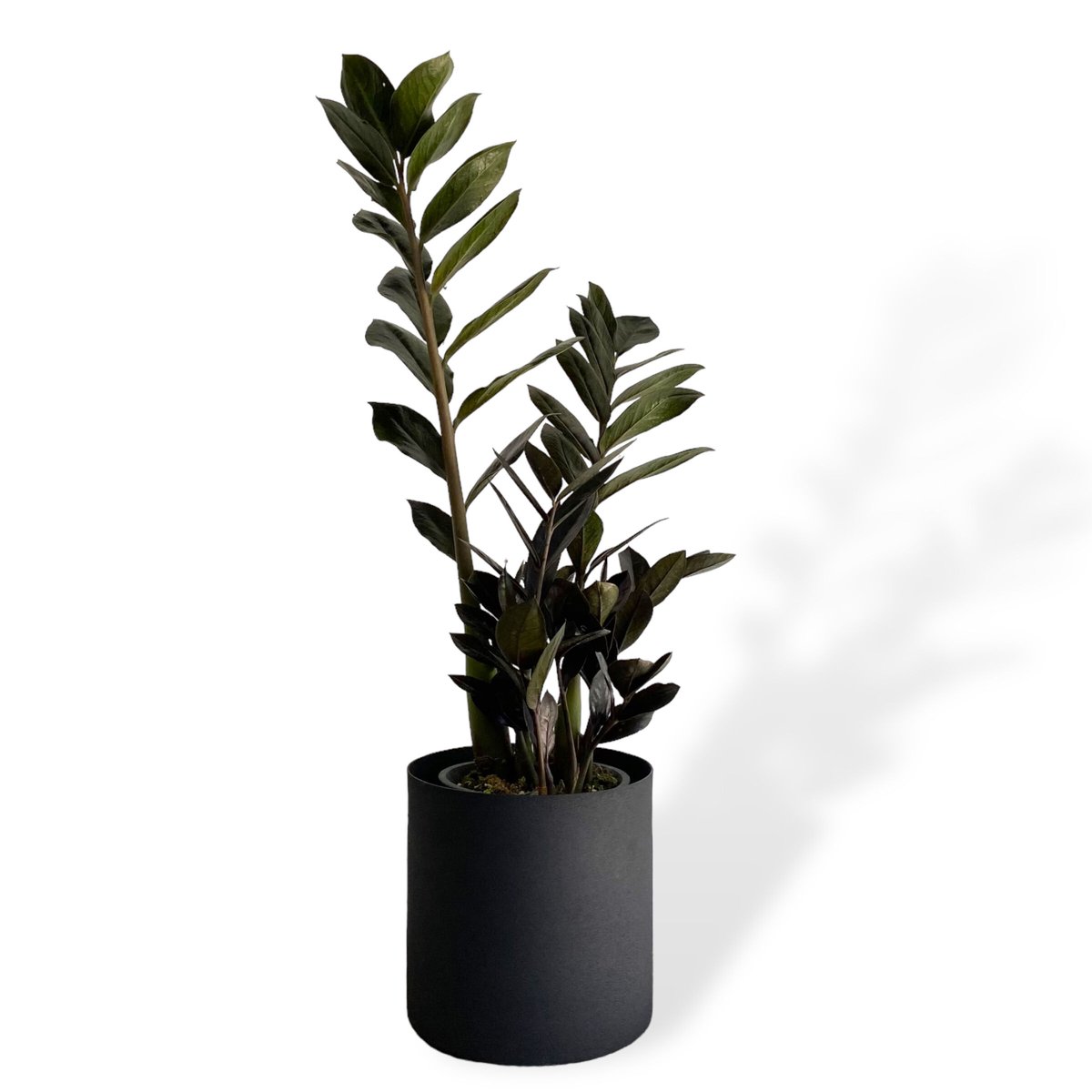 ザミオクルカス レイヴン POT付 Zamioculcas zamiifolia ”Raven