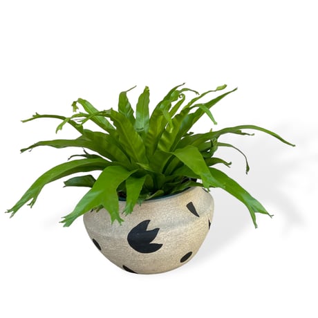 アスプレニウム　ニダス　クリーシー　Asplenium crissie