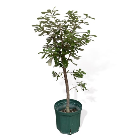 バンクシア　インテグリフォリア　（コーストバンクシア） Banksia "Integrifolia"
