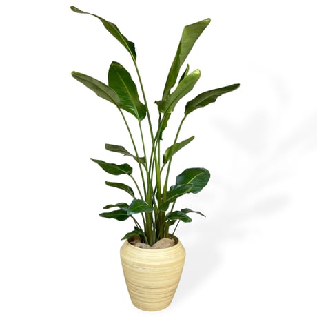 【お届け地域限定】オーガスタ　Strelitzia ”Nicorai”