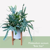 フレポディウム　オーレム　ブルースター　Phlebodium aureum  "Blue Star"