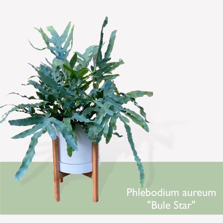 フレポディウム　オーレム　ブルースター　Phlebodium aureum  "Blue Star"