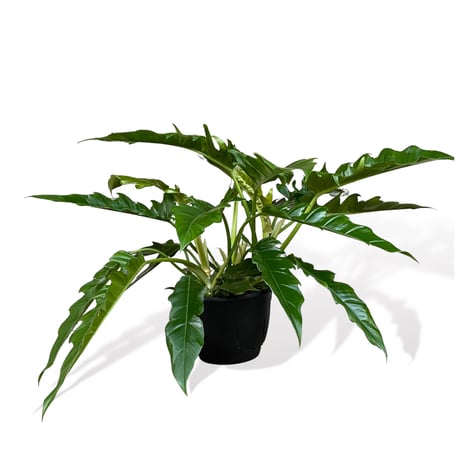 フィロデンドロン　ナロー　 Philodendron "Narrow"