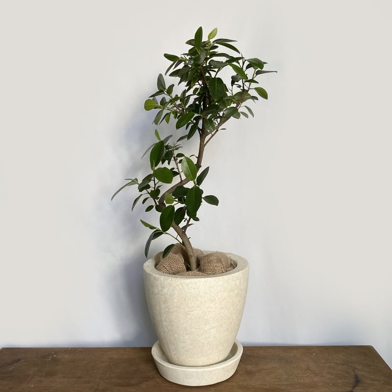 フランスゴム（フィカス ルビギノーサ） POT付 | C STORE C