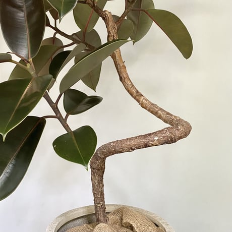 フィカス　バーガンディー　POT付