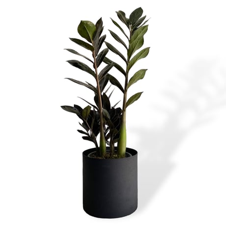 ザミオクルカス　レイヴン　POT付　Zamioculcas zamiifolia　”Raven"