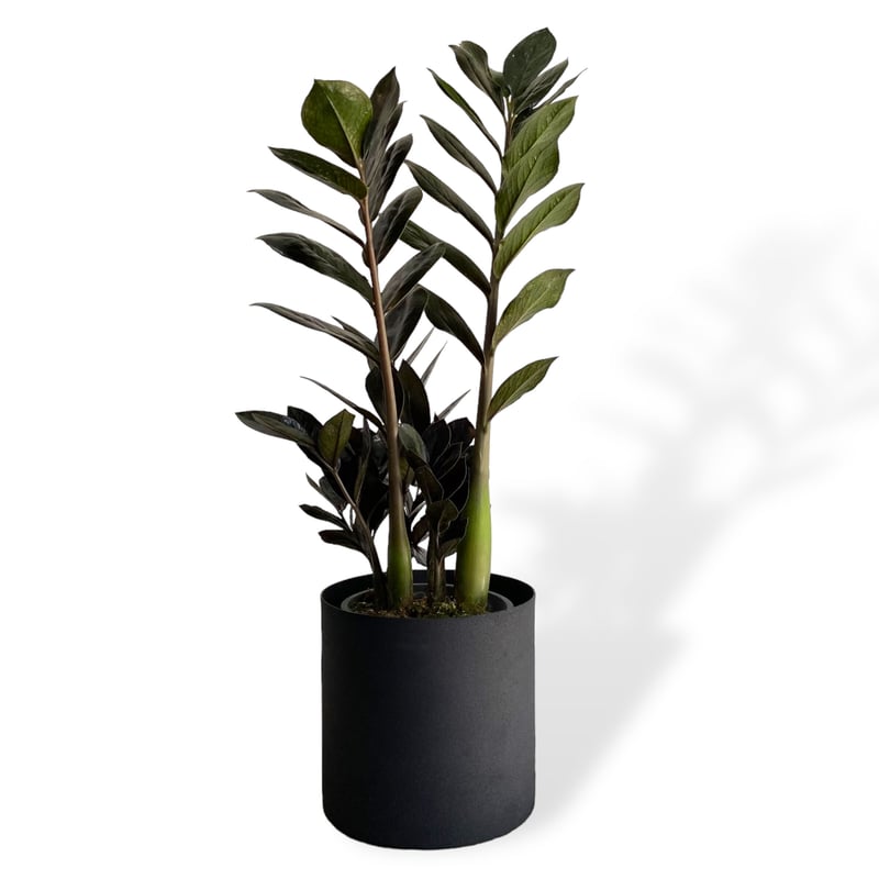 ザミオクルカス レイヴン POT付 Zamioculcas zamiifolia ”Raven