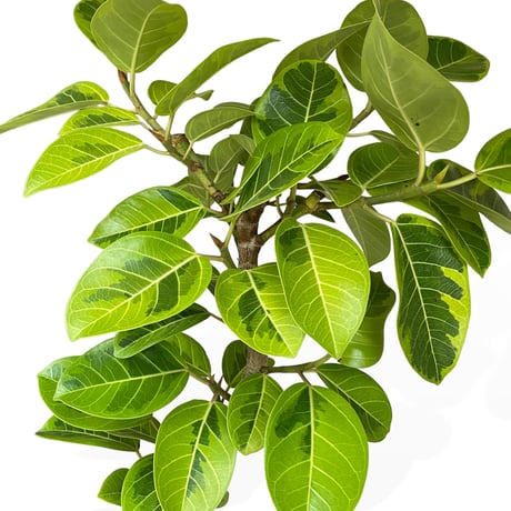 【お届け可能地域】フィカス アルテシマ　Ficus ”Altissima"