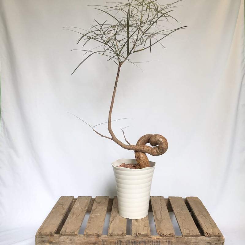 ボトルツリー 楽天市場】観葉植物 ボトルツリー ブラキキトン