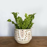アスプレニウム　エメラルドウェーブ　POTカバー付