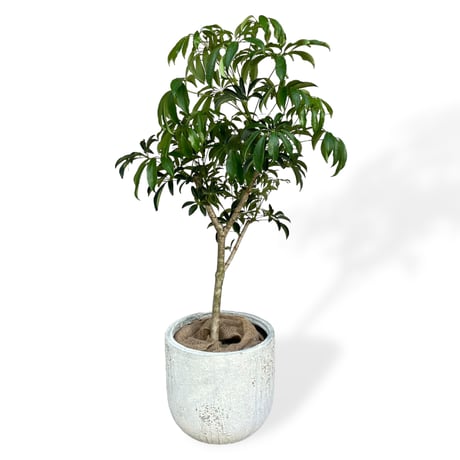【お届け地域限定】シェフレラ　コンパクタ　Schefflera arboricola Compacta