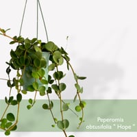 ペペロミア　ホープ　Peperomia obtusifolia "Hope"