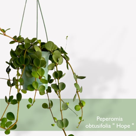 ペペロミア　ホープ　Peperomia obtusifolia "Hope"