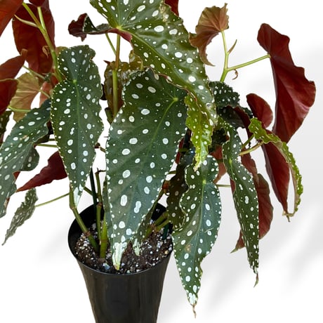ベゴニア　ホクトシチセイ（北斗七星）　Begonia  ”Hokutoshichisei”