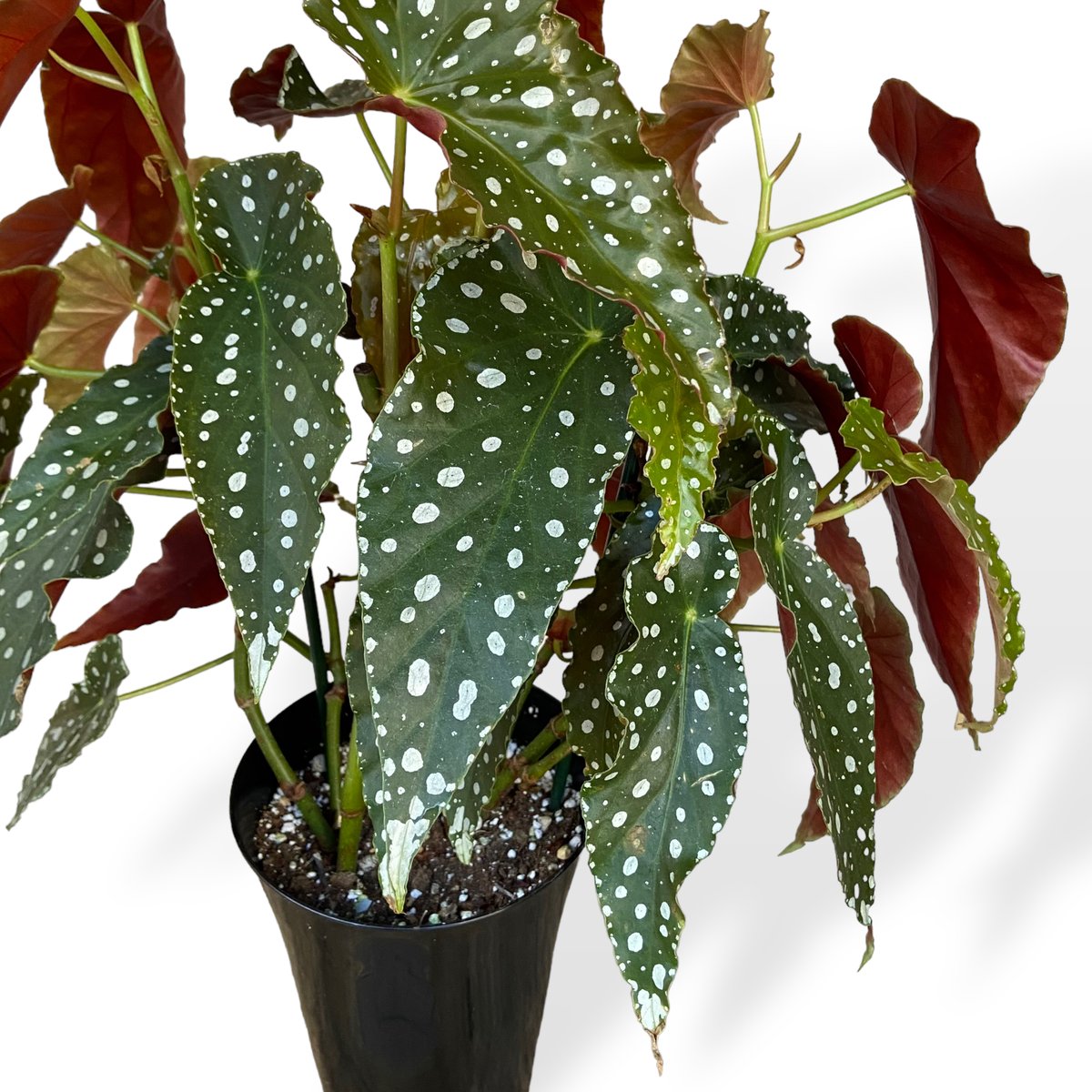 希少品種！ベゴニア・ロッキー（Begonia rockii）東北限定で出品 希少品種！ベゴニア・ロッキー（Begonia rockii）東北限定で出品
