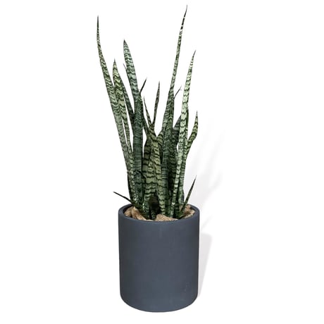 サンスベリア　ゼラニカ　Sansevieria "zeylanica"