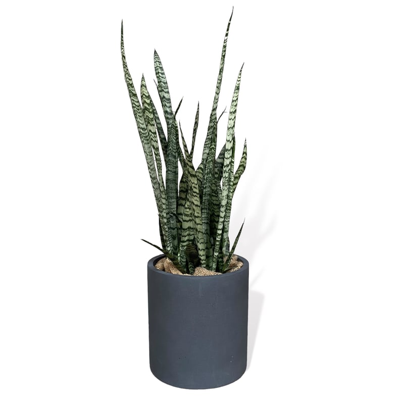 サンスベリア ゼラニカ Sansevieria 