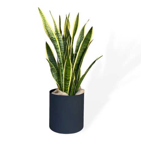 サンスベリア　ローレンティー　Sansevieria ”Laurentii”