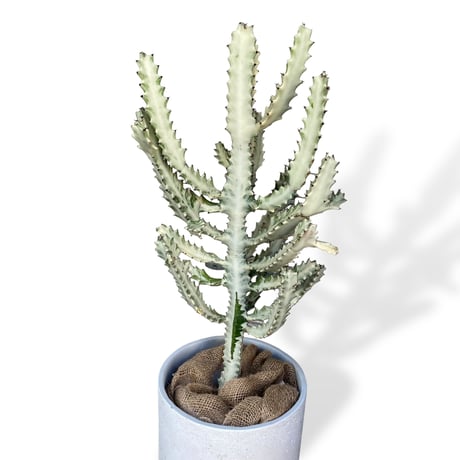 【お届け地域限定】ユーフォルビア　ホワイトゴースト　　Euphorbia lactea "White Ghost"