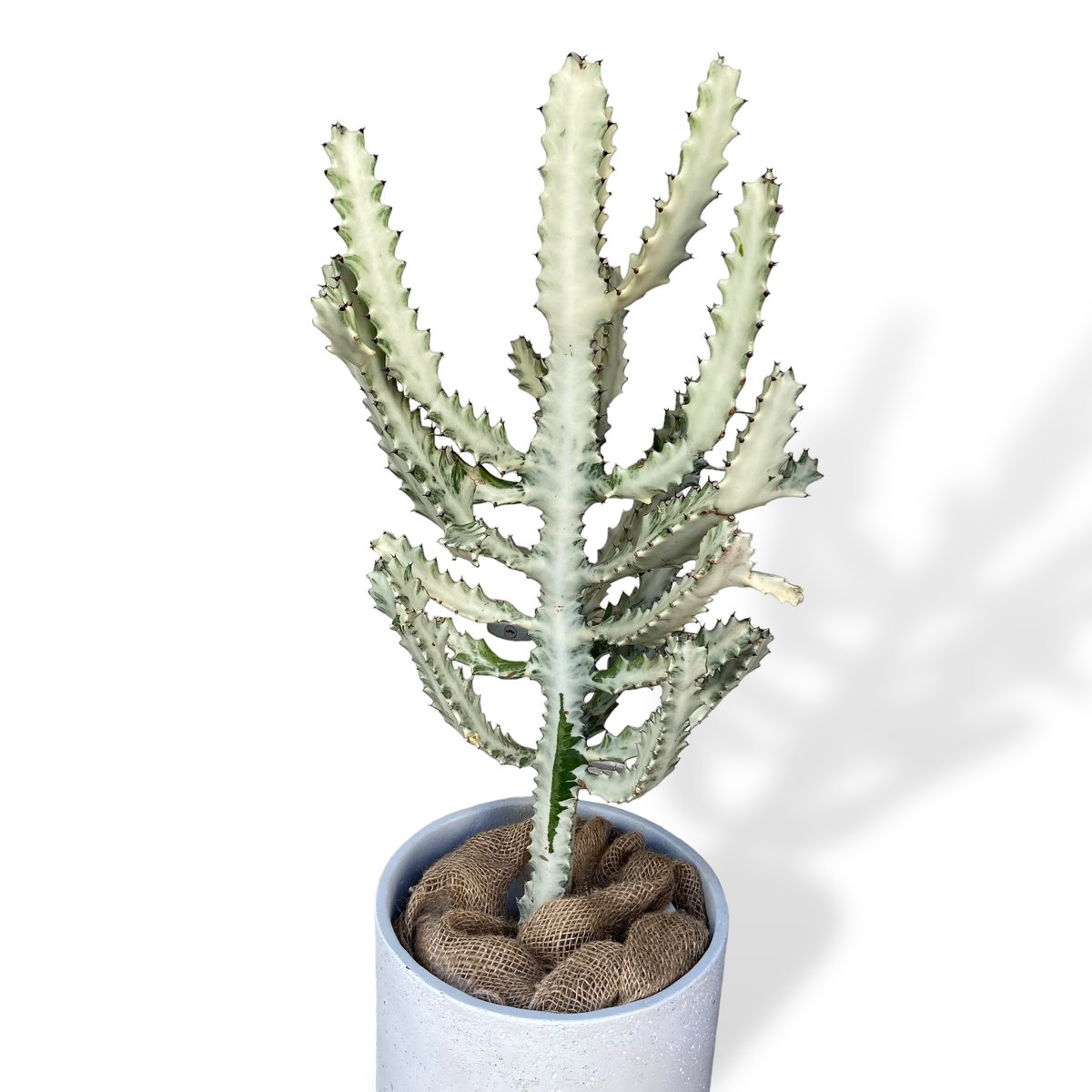 Euphorbia lactea 'White Ghost' 3連休限定 Euphorbia lactea 'White Ghost' 3連休限定