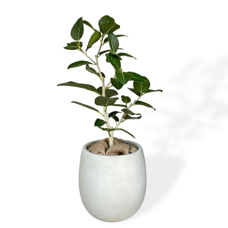 観葉植物 フィカス ベンガレンシス 観葉植物 フィカス ベンガレンシス 8号 曲り ライム ドゥオ