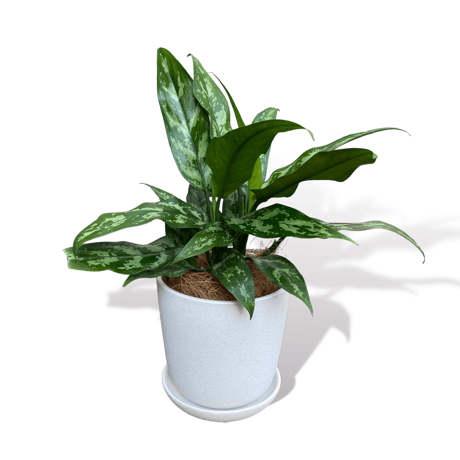 アグラオネマ　マリア　POT付　　Aglaonema"Maria"