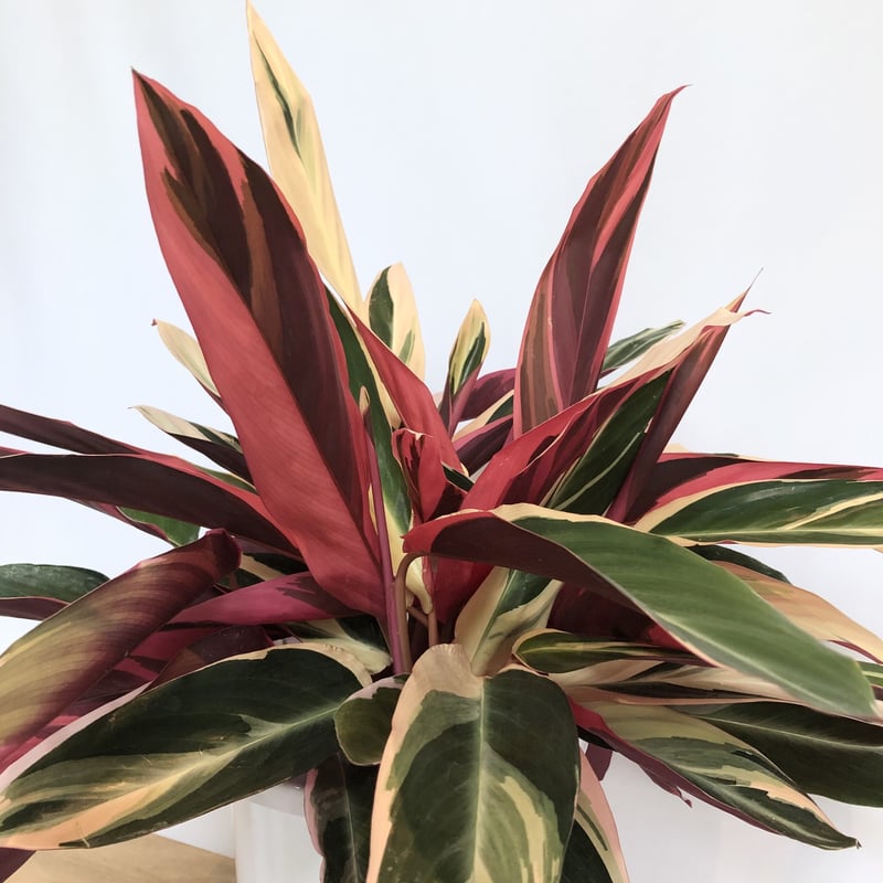 【美苗】激レア　ストロマンテ　トリオスター　斑入り　ゴマ斑　　抜き苗 美苗】激レア ストロマンテ トリオスター 斑入り ゴマ斑 抜き苗 美苗