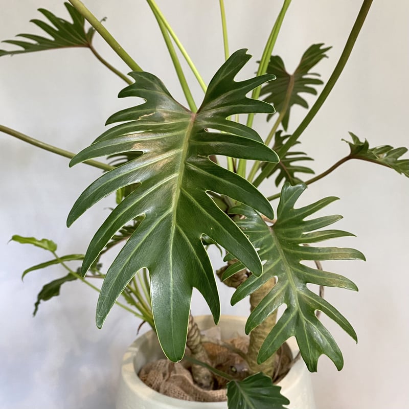 フィロデンドロン・クッカバラ（専用出品用） フィロデンドロン：クッカバラ 8号24-01 の通販 | 園芸ネット