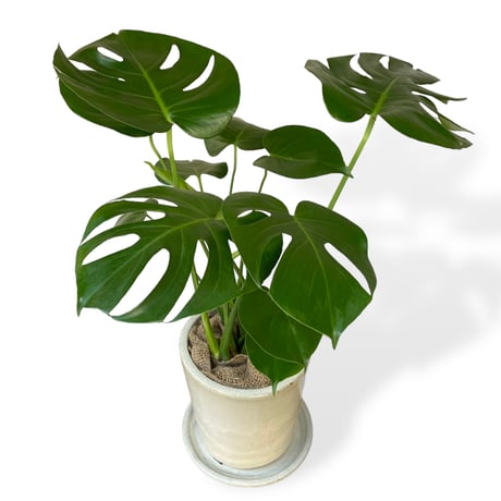 モンステラ　デリシオーサ　Monstera ”Deliciosa”