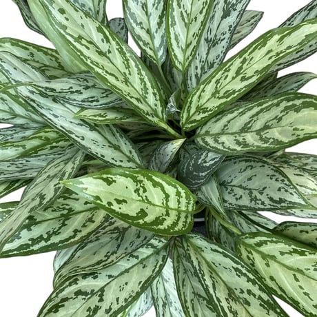 アグラオネマ シルバークイーン　POT付　　Aglaonema "Silver Queen"