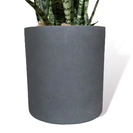 サンスベリア　ゼラニカ　Sansevieria "zeylanica"