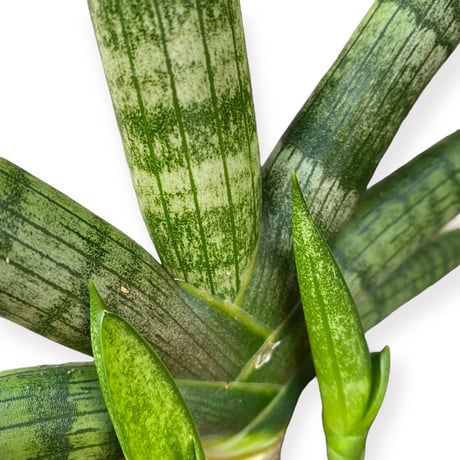 サンスベリア　ボンセレンシス　Sansevieria ”Boncellensis”