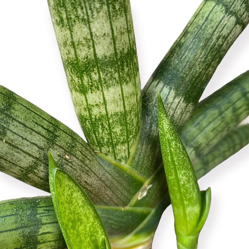 サンスベリア ボンセレンシス Sansevieria ”Boncellensis” | C S