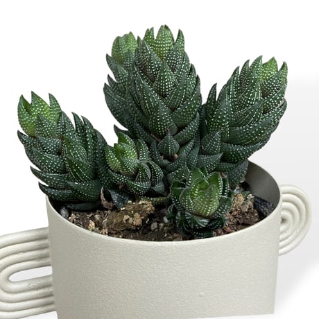 ハオルチア　カルウィニー　Haworthia reinwardtii var. ”Chalwinii”