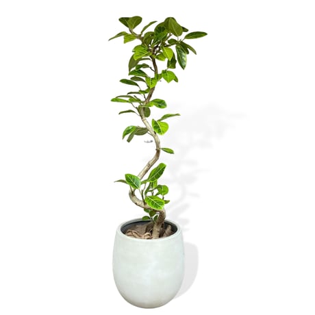 【お届け可能地域】フィカス アルテシマ　Ficus ”Altissima"