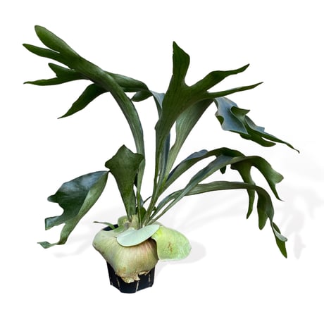 プラティセリウム　ネザーランド　　Platycerium "Netherlands"