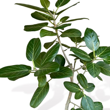 フィカス　ベンガレンシス　Ficus "benghalensis"