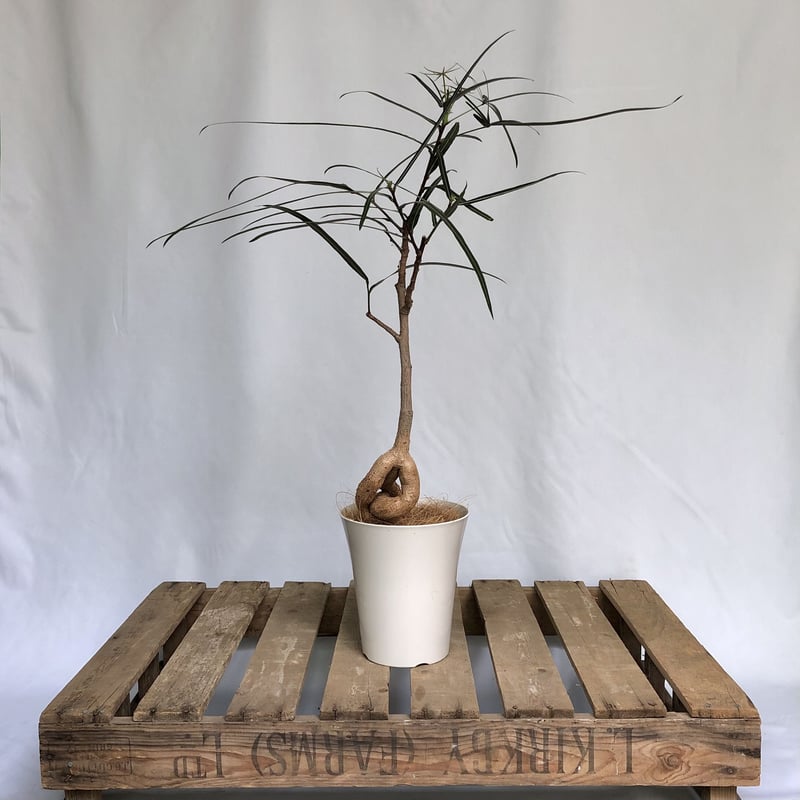 ボトルツリー　ブラキキトン ボトルツリー ブラキキトン