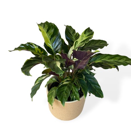 カラテア　ロウイサエ　タイビューティー　Calathea louisae  "Thai beauty"