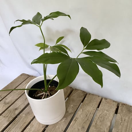 フィロデンドロン　ゴエルディ　POT 付