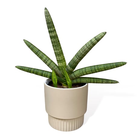 サンスベリア　ボンセレンシス　Sansevieria ”Boncellensis”