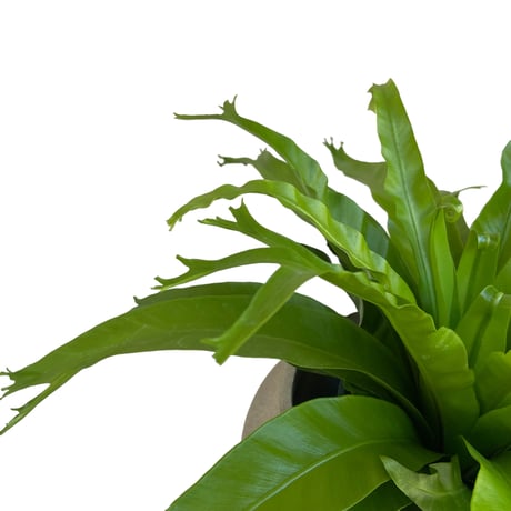 アスプレニウム　ニダス　クリーシー　Asplenium crissie